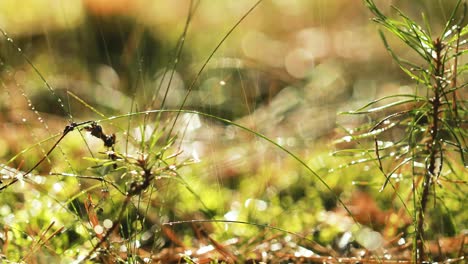 Abstrakter,-Verschwommener-Hintergrund-Des-Sommerregens-Im-Sonnigen-Wald,-Nahaufnahme.-Naturhintergrund.