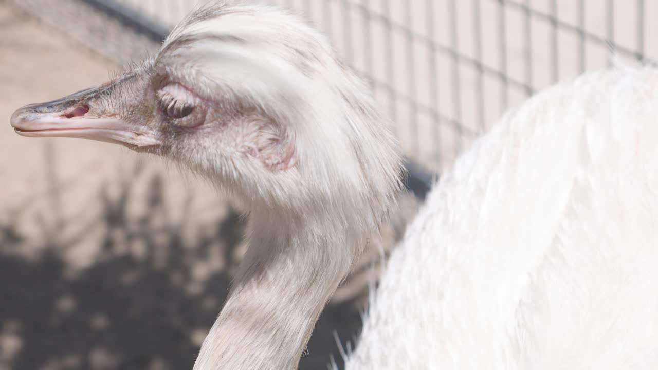 중간  ⁇  동물 보호 구역 을 둘러보는 호랑이