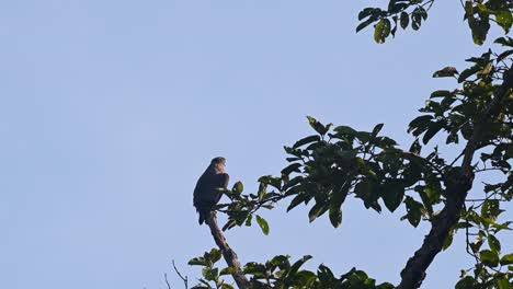 águila-Serpiente-Crestada,-Spilornis-Cheela,-Imágenes-De-4k,-Parque-Nacional-Kaeng-Krachan,-Tailandia