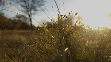 golden hour meadow flowers