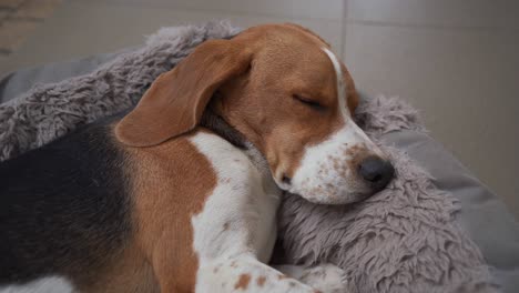 perro beagle joven durmiendo en la cama y respirando suavemente