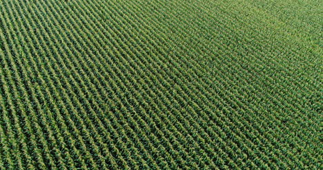 Toma-Aérea-De-Agricultura-Del-Campo-De-Maíz-4