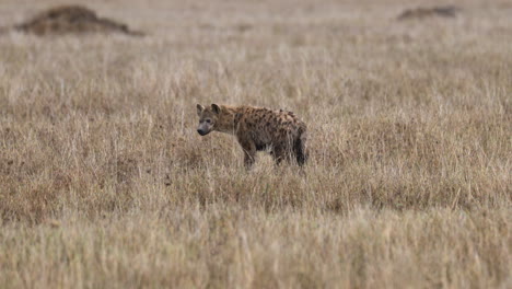 serengeti_spotted hyena looks up from ground and towards camera