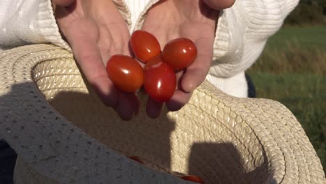 woman dropping fresh cherry tomatoes into straw hat close up shot