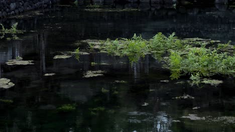 Slow-motion-shot-of-the-pond-in-pura-tirta-empul-temple-with-water-plants-and-water-circles-in-bali-indonesia
