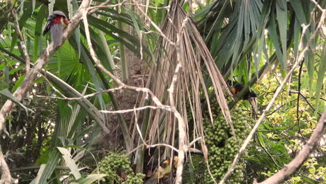 una pequeña bandada de pájaros aracari con collar se muda a una palmera completamente cargada de frutas y comienza a darse un festín en la selva de panamá