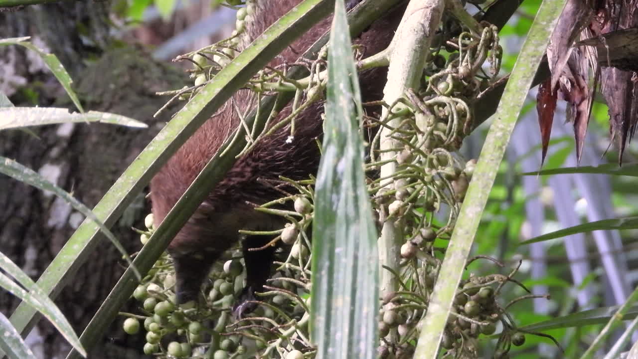 숲 한가운데서 씨를 먹고 있는 코아티