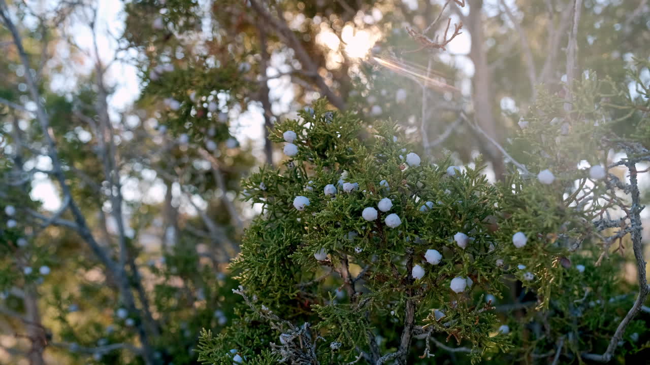 녹지, 부드러운 움직임을 통해 햇빛이 필터링되는 주니퍼 베리