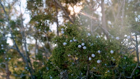 Juniper-Berries-with-Sunlight-Filtering-Through-Greenery,-Gentle-Movement