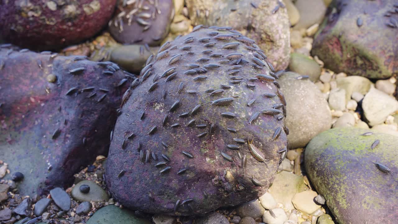 Ligia exotica, "Sea Roach" or "Funamushi" on Japanese Beach Rocks