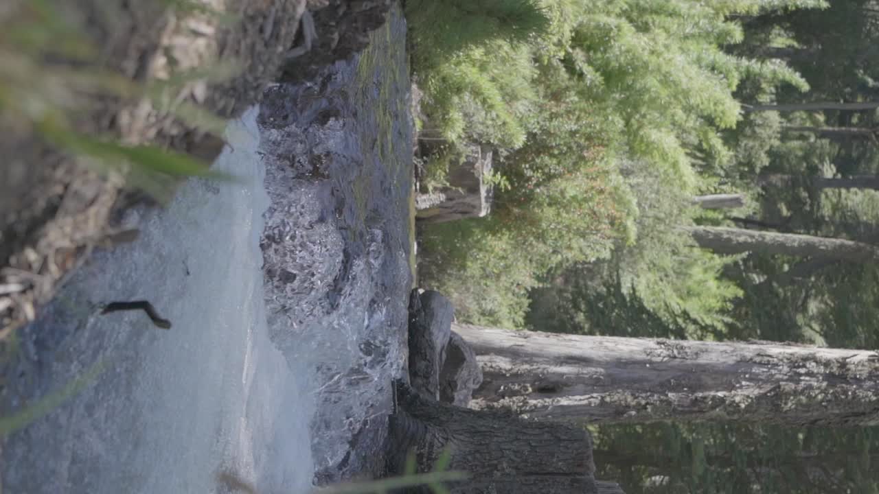 un río balbuceo en un bosque en el río en la patagonia, argentina