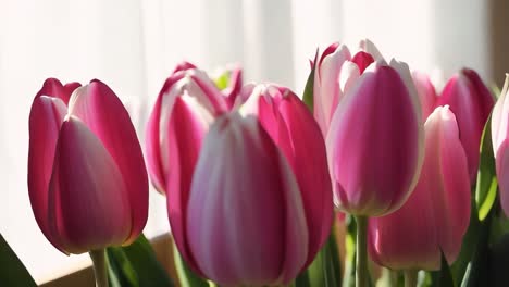 pink and white tulips bouquet