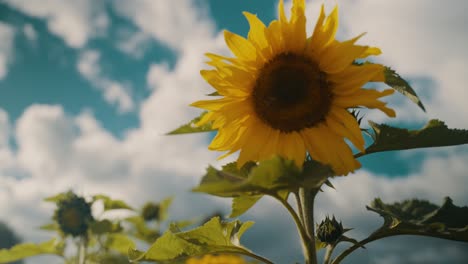 Insekten-Bestäubt-Auf-Sonnenblumen,-Die-Auf-Ländlichen-Feldern-Blühen