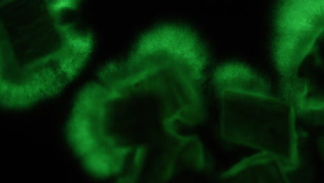 timelapse misterioso del micelio que brilla intensamente verde