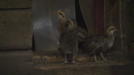 baby swedish dwarf chickens in a timber old shed