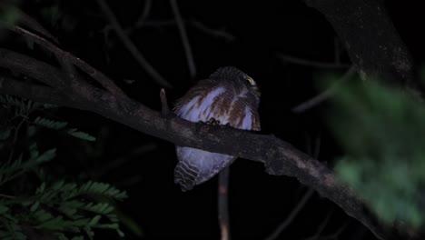 mirando hacia la derecha y luego gira rápidamente la cabeza hacia atrás prestando atención a un sonido producido por una presa potencial, búho barrado asiático glaucidium cuculoides, tailandia