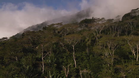 lush trees on forest hills covered with clouds on flores islands, indonesia. - aerial drone shot