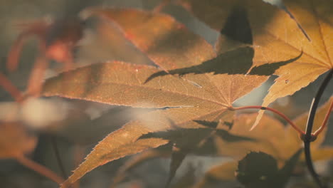 macro shot of maple leaf texture in warm morning sunlight, slow motion