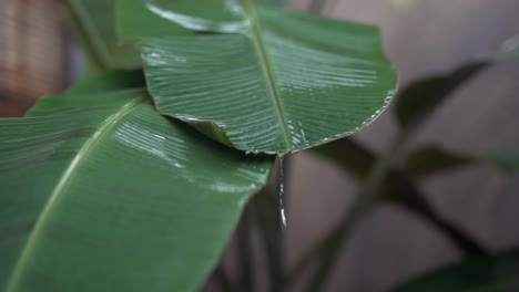 slow motion shot pouring rain on large banana leaves, tropical rainstorm, close-up