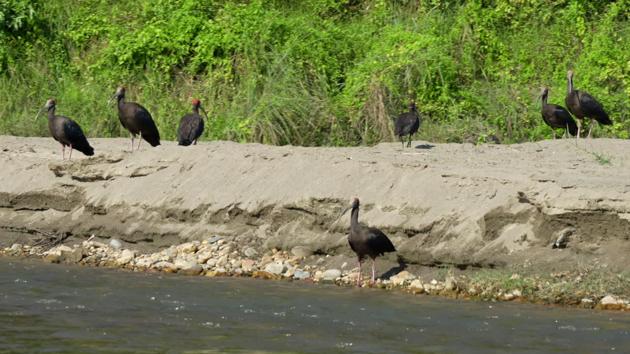 un montón de ibis rojos en la orilla de un río en el parque nacional de chitwan en nepal