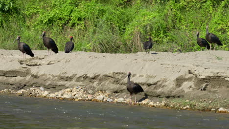 A-bunch-of-red-naped-ibis-on-the-bank-of-a-river-in-the-Chitwan-National-Park-in-Nepal