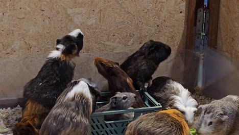 person feeds group of cuy and guinea pigs in wooden box