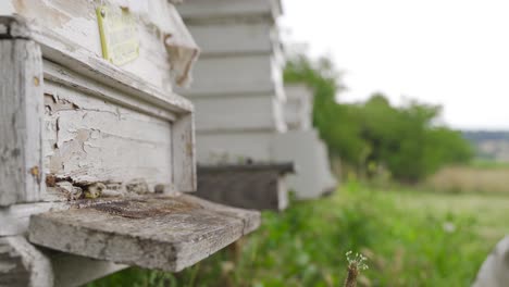 Las-Abejas-Melíferas-Transportan-Polen.