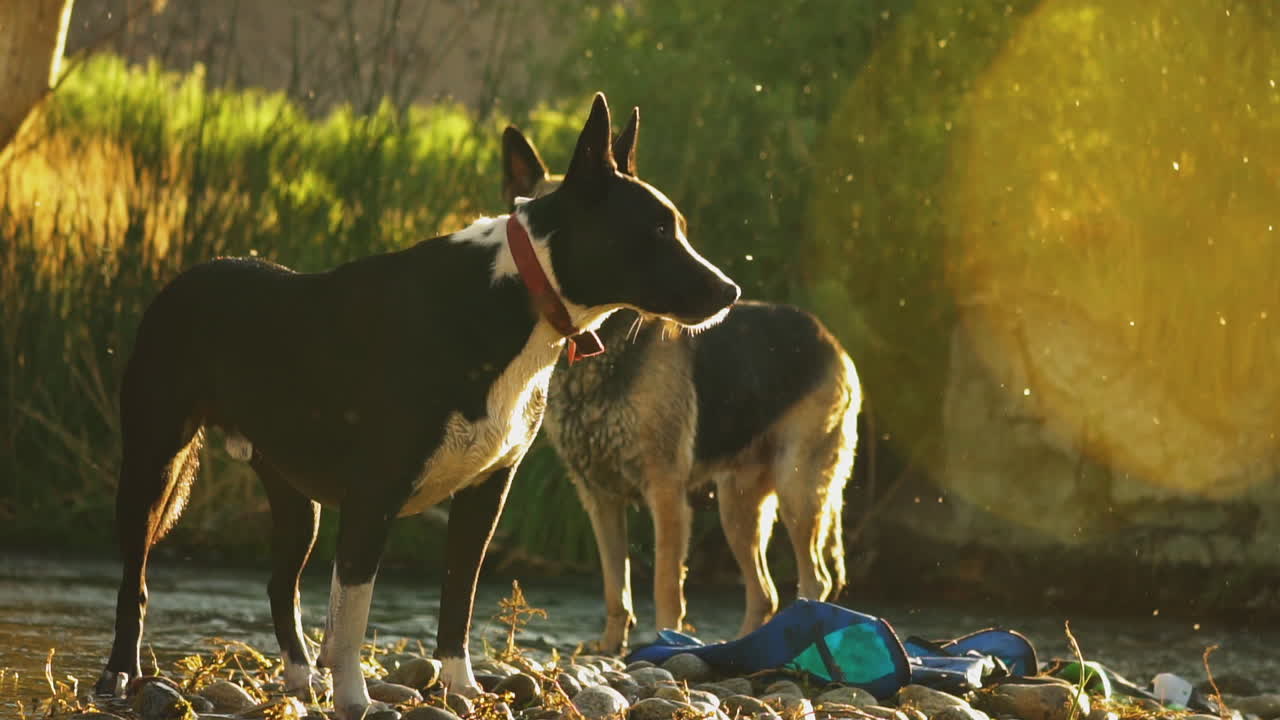 Two dogs standing by river with lots of bugs swarming around in golden sunlight