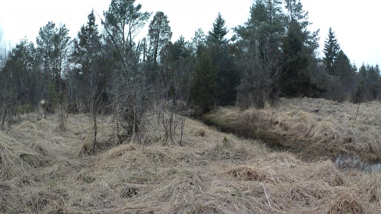Male roe deer (Capreolus capreolus) gets scared by trail camera and runs away. Saaremaa, Estonia.