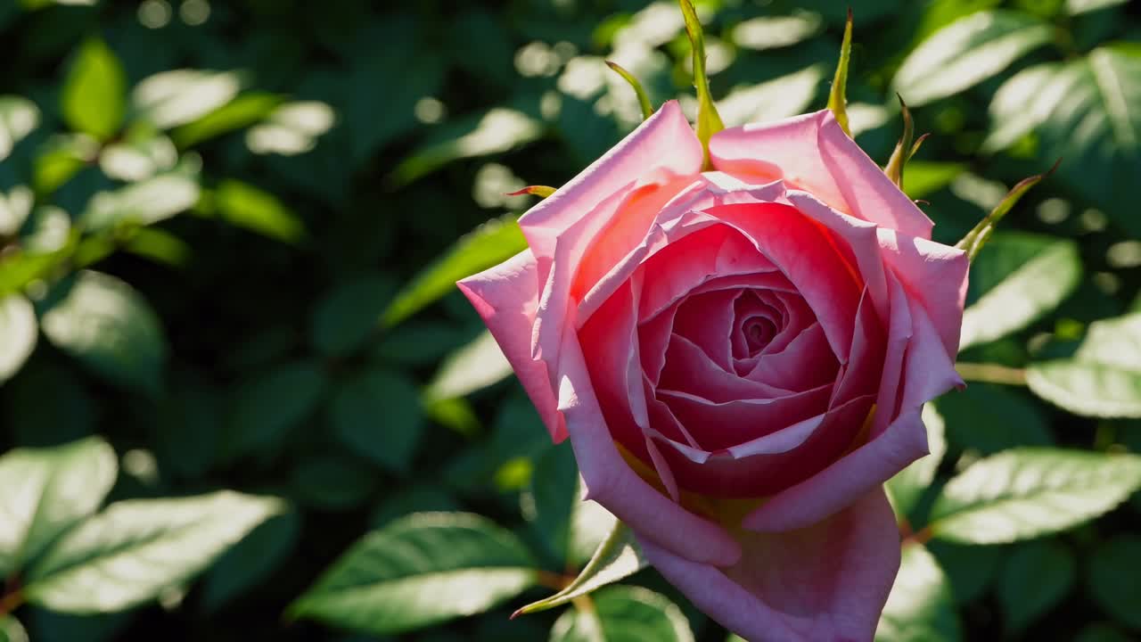 Primo piano video di un bocciolo di rosa con la luce del sole che ne evidenzia i colori vivaci, ambientato