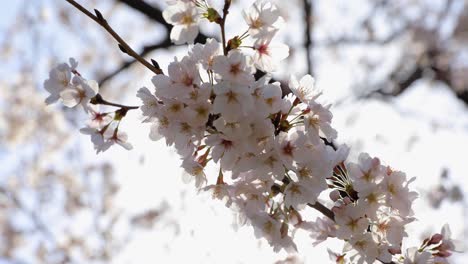 the cherry blossom in tokyo