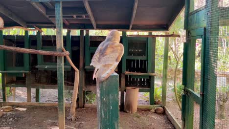 an owl flies and lands on a wooden beam in a cage in the zoo ardastra gardens in nassau, bahamas