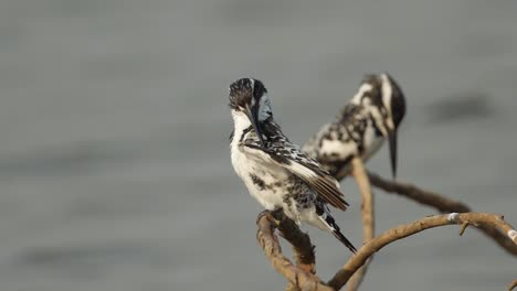 a pair of lesser pied kingfisher birds sit on branches just above the flowing water of the lake and preen their feathers during early morning in india