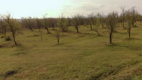 Drone-shot-in-plum-tree-garden