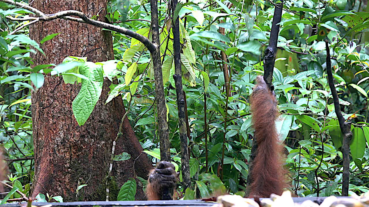 An orangutan climbs onto a feeding platform