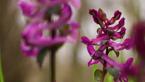 beautiful pink inflorescence of corydalis cava, visible between other flowers, swinging in the wind