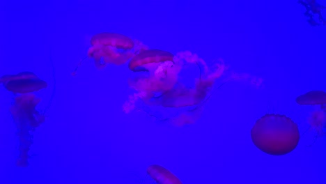 Medusas-Nadando-En-Un-Tanque