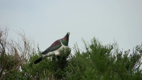 una paloma de nueva zelanda de aspecto genial