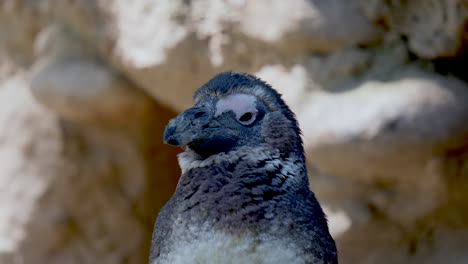 Porträt-Nahaufnahme-Eines-Niedlichen-Pinguins,-Der-An-Sonnigen-Tagen-Im-Freien-Zuschaut,-Zeitlupe