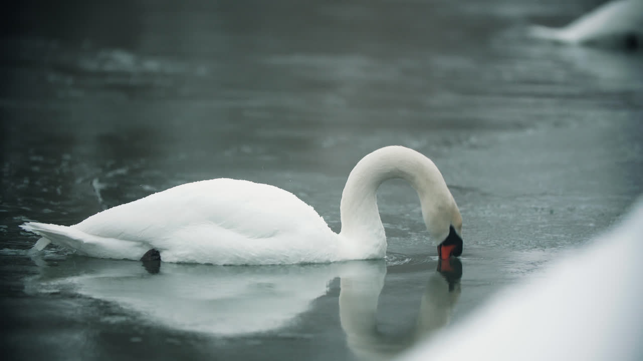 cisne blanco salvaje buceando en agua fría y helada del lago
