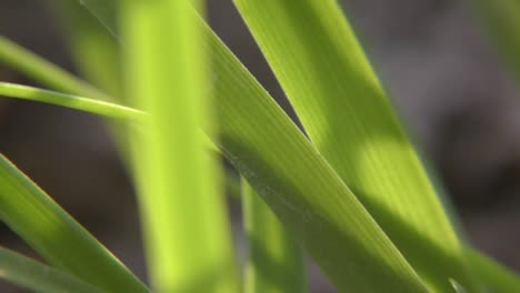 grass blades macro and closeup going up and down.