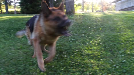 german shepherd running wildly around a tree with sunlight from the background