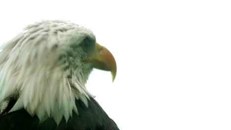 portrait of an american bald eagle