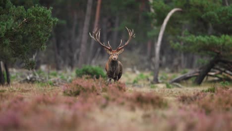 Red-deer-gallops-with-large-antlers-and-brilliant-tines-in-pine-tree-forest-grassland-of-Veluwe