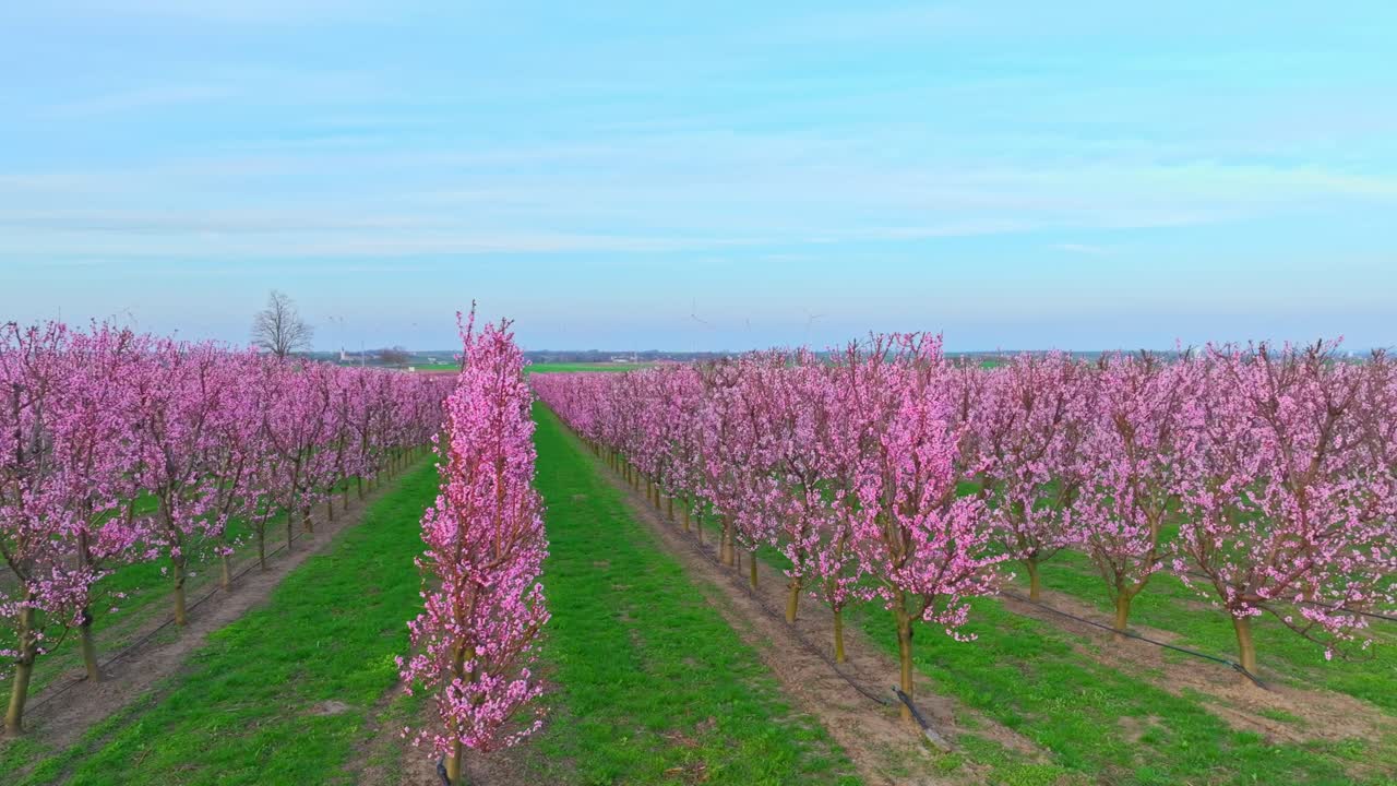 Vasto frutteto con alberi di albicocco in fiore in filari durante la primavera