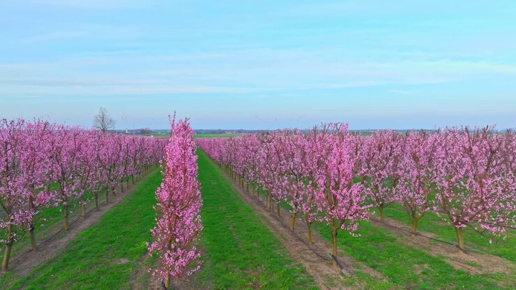 Vasto frutteto con alberi di albicocco in fiore in filari durante la primavera