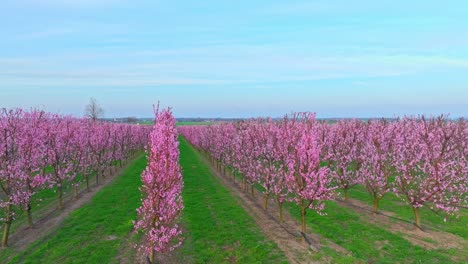 Vast Fruit Orchard With Apricot Trees Blooming In Rows During Springtime