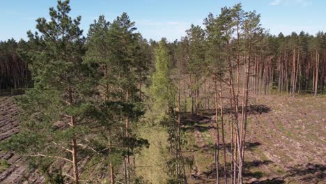 una impresionante vista aérea de los densos bosques de pinos en letonia capturada por un avión no tripulado