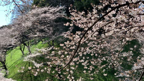 Escena-Mágica-De-Flores-De-Cerezo-En-El-Foso-Del-Parque-Chidorigafuchi