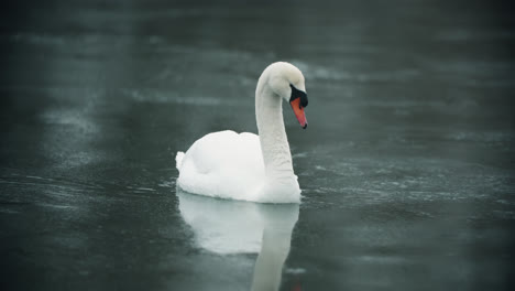 lone wild white swan swimming in icy lake water